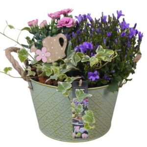Perkplanten Arrangementen PTPP6894 Arrangement Patio in metalen schaal
(3 Plants/Order)(21cmP 27cmH)