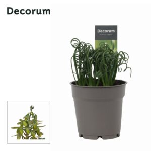 Albuca spirals Frizzle Sizzle Albuca Spiralis Frizzle Sizzle (Decorum)
(6 Plants/Order)(12cmP 25cmH)