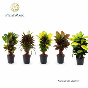 Codiaeum Codiaeum Croton busch mixed 5-6 Types
(6 Plants/Order)(17cmP 60cmH)