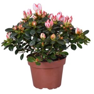 Rhododendron Sachsenstern Azalea 'Sachsenstern' bicolor red/white 12cm
(8 Plants/Order)(12cmP 25cmH)