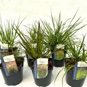 Siergrassen mix Siergrassen mix V2
(6 Plants/Order)(17cmP 20cmH)