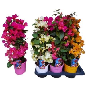 Bougainvillea Dania Bougainvillea 'Alexandra' PIRAMIDE Clr mix
(6 Plants/Order)(17cmP 70cmH)