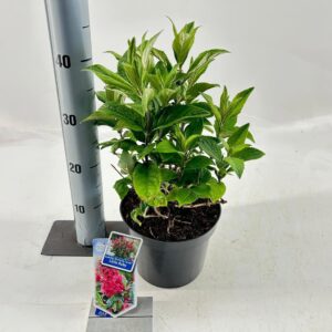 Buddleja Butterfly Candy Little Rub Buddleja d. Butt. Candy® Little Ruby ('BotEx 006'PBR)
(1 Plants/Order)(19cmP 45cmH)