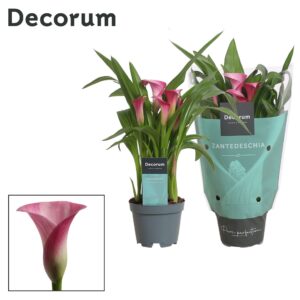 Zantedeschia Zazu Zantedeschia (Calla) pink (Decorum)
(12 Plants/Order)(10.5cmP 30cmH)