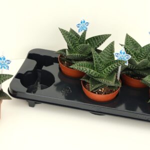 Gasteraloe Tiki Zilla Aloë Tiki Zilla P12
(5 Plants/Order)(12cmP 15cmH)