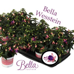 Fuchsia Bella Fuchsia Mariska Bella Fuchsia 'Mariska' ( Staand )
(12 Plants/Order)(10.5cmP 25cmH)