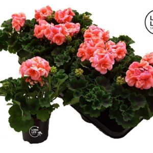 Pelargonium LongLife Zonale Salmon
(8 Plants/Order)(10.5cmP 22cmH)