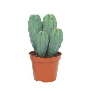 Cereus Myrtillocactus geometrizans 8,5 cm
(12 Plants/Order)(8.5cmP 12cmH)