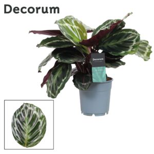 Calathea Medallion Calathea Medaillon (Decorum)
(6 Plants/Order)(12cmP 30cmH)