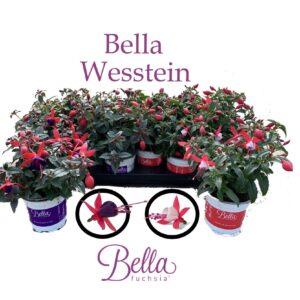 Fuchsia Bella Fuchsia Bella Fuchsia mixed Staand
(12 Plants/Order)(10.5cmP 25cmH)