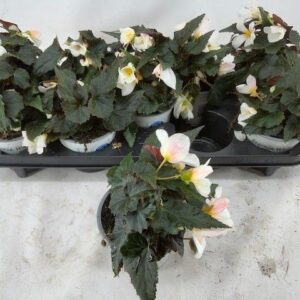 Begonia boliviensis Waterfall Dream BEGONIA WATRFALLA BICOLOR
(9 Plants/Order)(12cmP 20cmH)