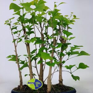 Ginkgo ginkgo biloba group 5 stem
(2 Plants/Order)(32cmP 45cmH)