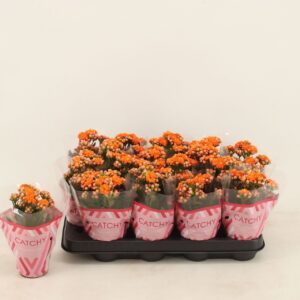 Kalanchoe Calandiva Hawn Kalanchoe Double Orange
(16 Plants/Order)(8cmP 15cmH)