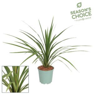 Cordyline Peko Cordyline 'Peko' 75 - 80 cm
(1 Plants/Order)(21cmP 80cmH)