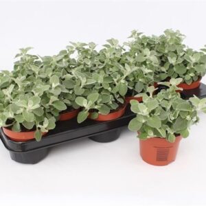 Helichrysum petiolare Helichrysum Petiolare
(12 Plants/Order)(10.5cmP 17cmH)