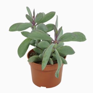 Senecio crassissimus Senecio crassissimius 10,5 cm
(10 Plants/Order)(10.5cmP 20cmH)