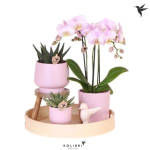 Arrangement Phalaenopsis Kolibri Gift Set Love pink
(1 Plants/Order)(30cmP 40cmH)
