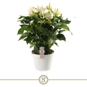 Anthurium White Champion Anthurium White Champion 21cm
(1 Plants/Order)(21cmP 65cmH)