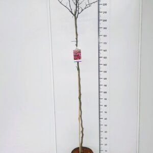 Cercis Forest Pansy Cercis can. 'Forest Pansy' 160CMSTC12
(1 Plants/Order)(30cmP 180cmH)