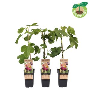 Ficus carica Ficus carica 'Rouge de Bordeaux', P15
(10 Plants/Order)(15cmP 50cmH)