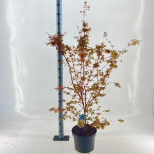 Acer palmatum Sangokaku Acer pal. 'Sangokaku'
(1 Plants/Order)(29cmP 150cmH)