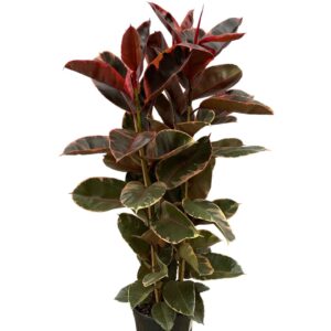 Ficus Belize Ficus Elastica Belize Toef - 140cm - 3PP
(1 Plants/Order)(27cmP 140cmH)