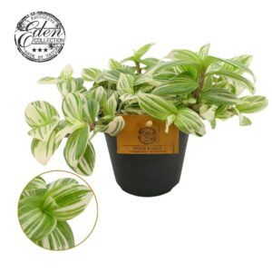 Tradescantia Brightness
(8 Plants/Order)(12cmP 20cmH)