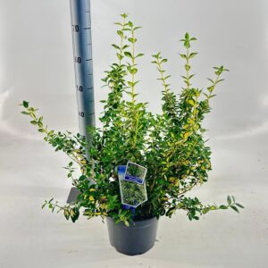 Euonymus Blondy Euonymus fort. 'Blondy'®
(1 Plants/Order)(23cmP 40cmH)