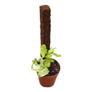 Green plants Rhaphidophora gemeng Rhaphidophora Korthalsii Variegata
(2 Plants/Order)(9cmP 20cmH)