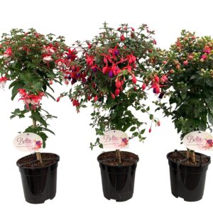 Fuchsia Stamfuchsia's mix
(1 Plants/Order)(19cmP 75cmH)