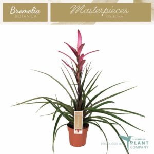 Tillandsia Camina Tillandsia Camina
(6 Plants/Order)(12cmP 55cmH)
