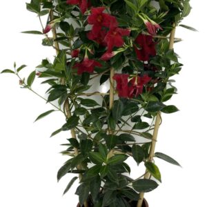 Mandevilla sanderi Rio Grande Scarl p22 Mandevilla Rack Rio Grande Scarlet
(1 Plants/Order)(22cmP 90cmH)