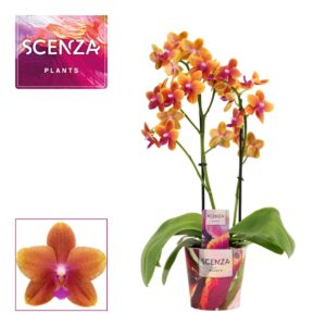 Phalaenopsis Bolgheri Phalaenopsis perfíum 2 spike Bolgheri (Scenza)
(6 Plants/Order)(12cmP 40cmH)