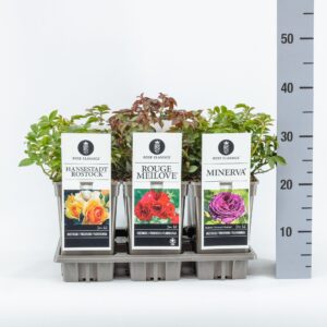 Rosa pink Classics trosroos (F/H) mix, C3
(6 Plants/Order)(17cmP 20cmH)