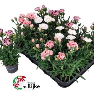 Carnation Mini Anjer
(12 Plants/Order)(7cmP 20cmH)