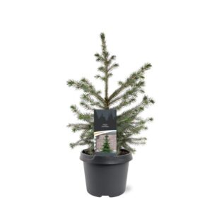 Picea omorika Picea omorika
(1 Plants/Order)(19cmP 45cmH)