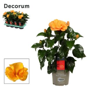 Hibiscus Jazz Decorum Hibiscus Jazz orange dubble flower
(8 Plants/Order)(13cmP 35cmH)