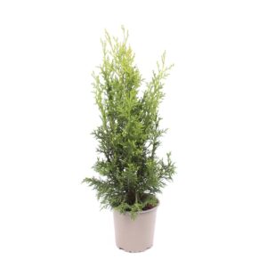 Chamaecyparis Robusta Chamaecyparis lawsoniana 'Robusta'
(8 Plants/Order)(13cmP 45cmH)