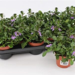 Scaevola Blue Fan Scaevola Blue
(12 Plants/Order)(10.5cmP 17cmH)