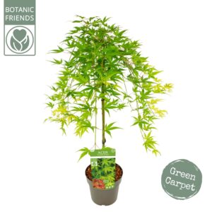Acer palmatum Ryusen Acer palm. 'Ryusen' ®
(1 Plants/Order)(19cmP 80cmH)