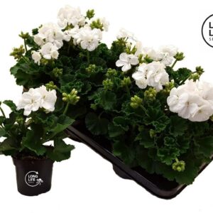 Pelargonium LongLife Zonale White
(8 Plants/Order)(10.5cmP 25cmH)