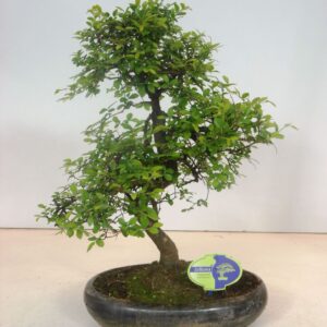 Bonsai Zelkova parvifolia, 29cm., shape, without driptray
(3 Plants/Order)(29cmP 45cmH)