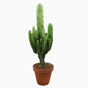 Euphorbia abyssinica Euphorbia eritrea 27 cm
(2 Plants/Order)(27cmP 110cmH)