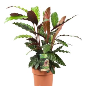 Calathea rufibarba Calathea Rufibarba
(1 Plants/Order)(17cmP 50cmH)