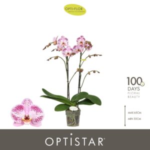 Phalaenopsis other Optistar Sorano 2 spike
(6 Plants/Order)(12cmP 60cmH)