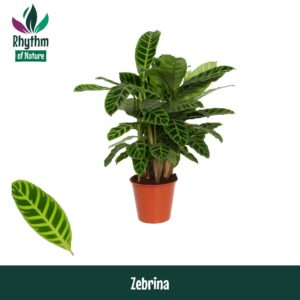 Calathea zebrina Calathea 19cm Zebrina - Rhythm of Nature
(1 Plants/Order)(19cmP 80cmH)