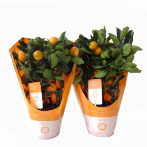 Citrofortunella x microcar Citrus Calamondin rack/trellis carry-bag
(6 Plants/Order)(12cmP 35cmH)