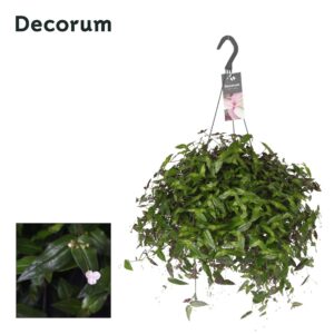 Tradescantia multiflora Tradescantia multiflora hangpot
(6 Plants/Order)(17cmP 35cmH)