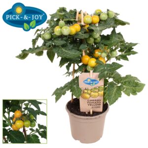 tomatoes PICK-&-JOY® Cherry Tomato Yellow
(4 Plants/Order)(14cmP 35cmH)
