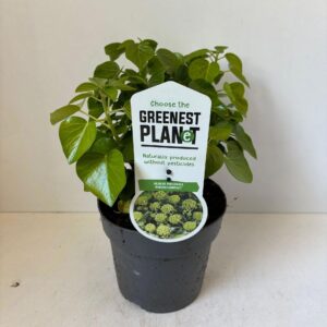Hedera hibernica Arbori Compact Hedera helix 'Arbori Compact'
(1 Plants/Order)(17cmP 25cmH)
